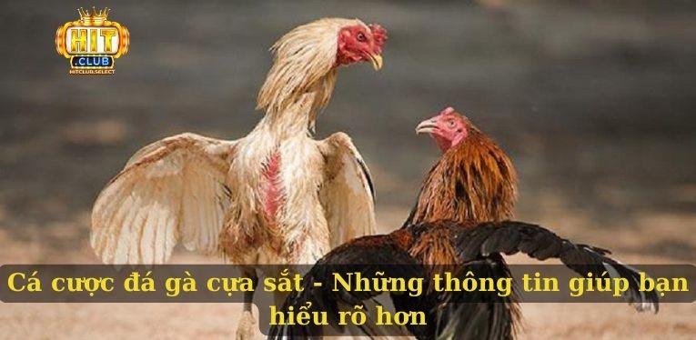 Cá cược đá gà cựa sắt - Những thông tin giúp bạn hiểu rõ hơn
