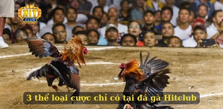 3 thể loại cược chỉ có tại đá gà Hitclub