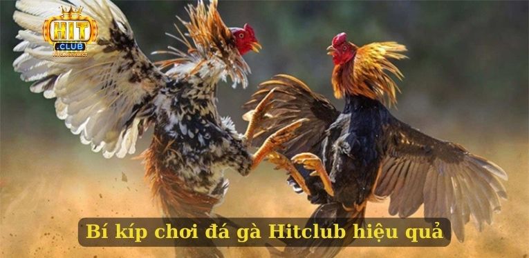 Bí kíp chơi đá gà Hitclub hiệu quả